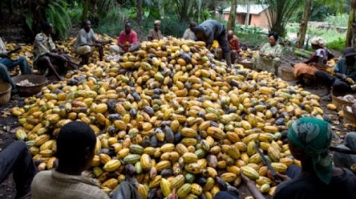 
           Les quelques arrivages de la production du cacao sur les ports en Côte d’Ivoire