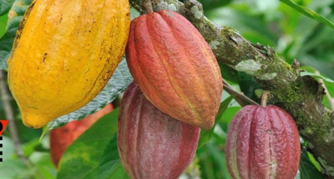 
          Facteur qui dynamise les prix actuellement du cacao 