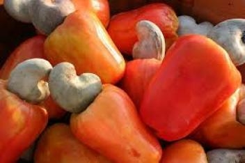 
          Le gouvernement de Côte d’Ivoire lance la campagne 2020 de commercialisation des noix de cajou