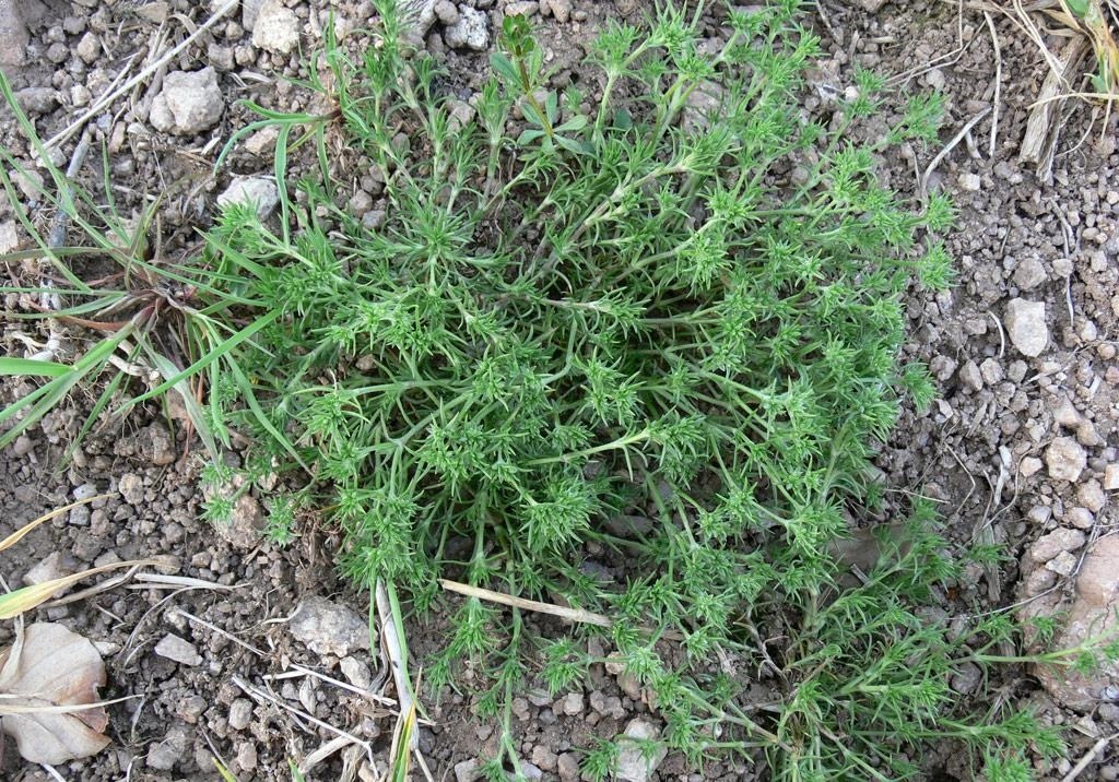 
          Scléranthe annuel
