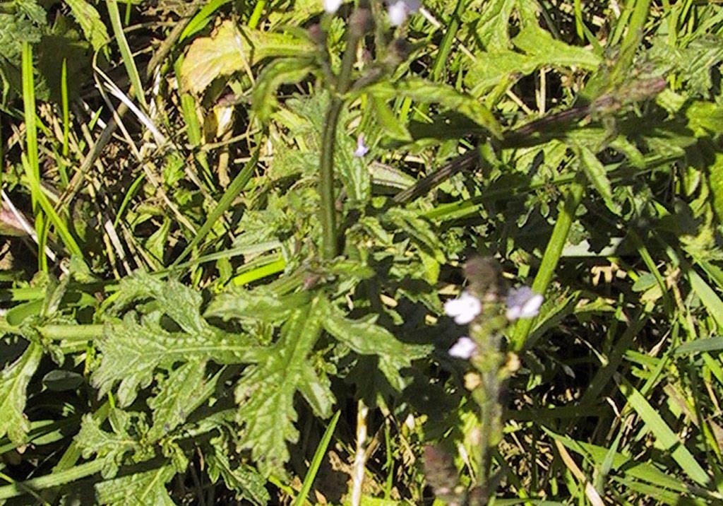 
          Adventices (plantes indésirables)