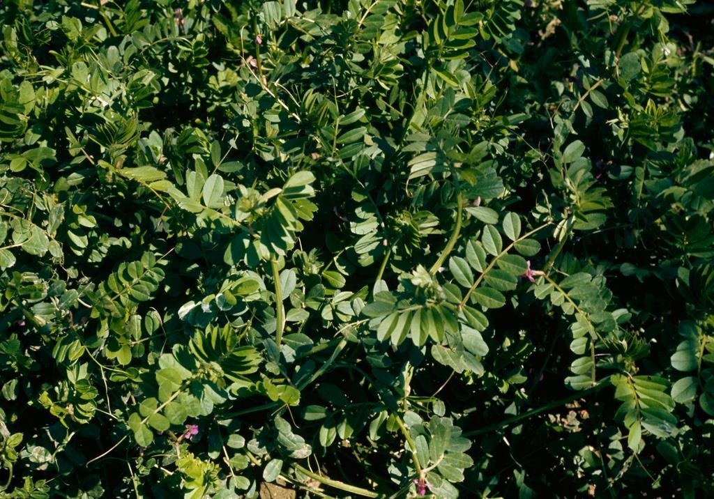 
          Adventices (plantes indésirables)