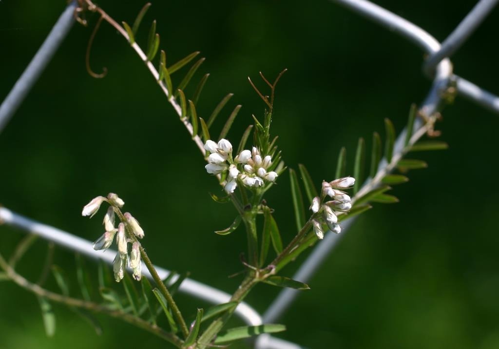 
          Adventices (plantes indésirables)