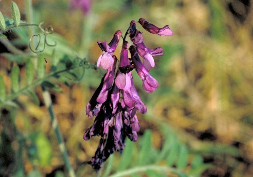 
          Adventices (plantes indésirables)