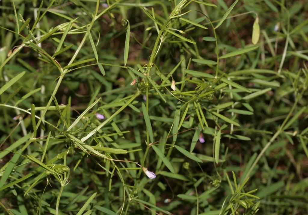 
          Adventices (plantes indésirables)