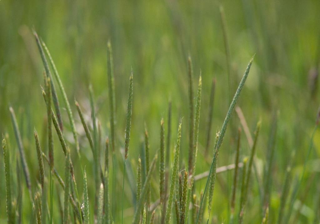 
          Adventices (plantes indésirables)