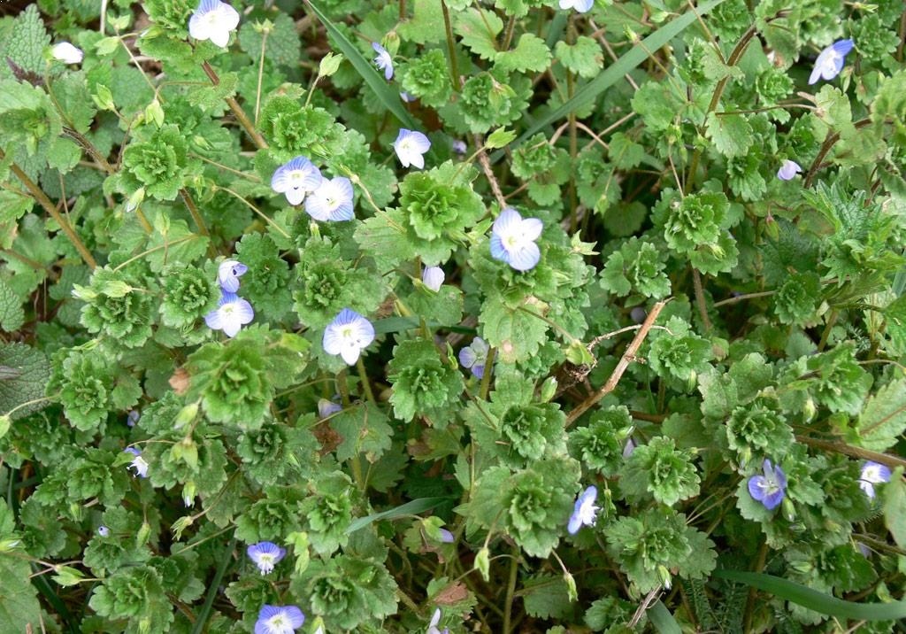 
          Adventices (plantes indésirables)