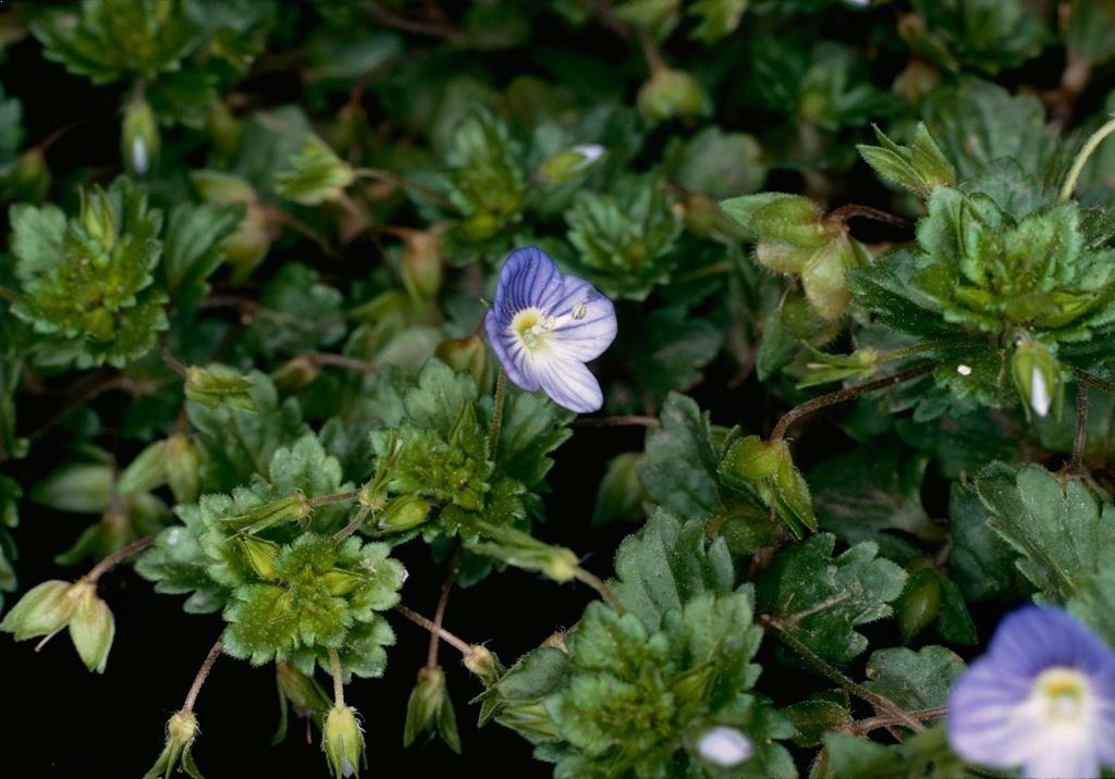
          Adventices (plantes indésirables)