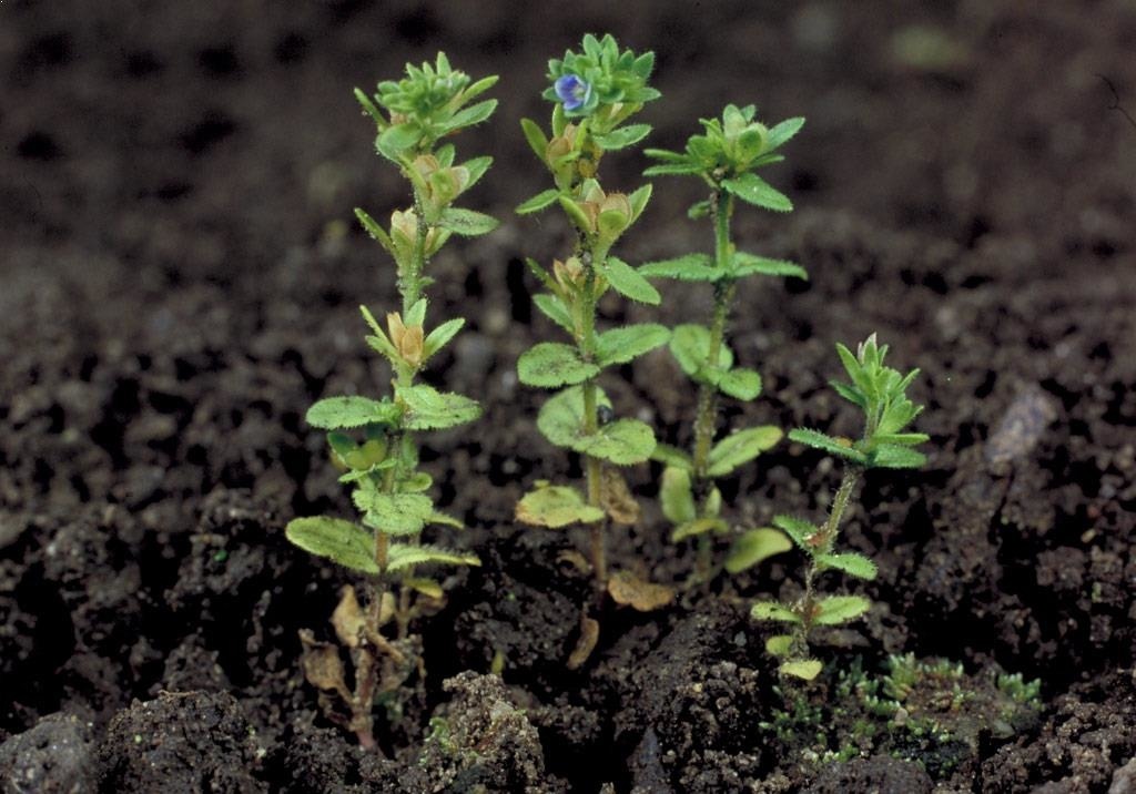
          Adventices (plantes indésirables)