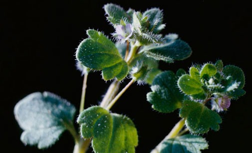 
          Adventices (plantes indésirables)