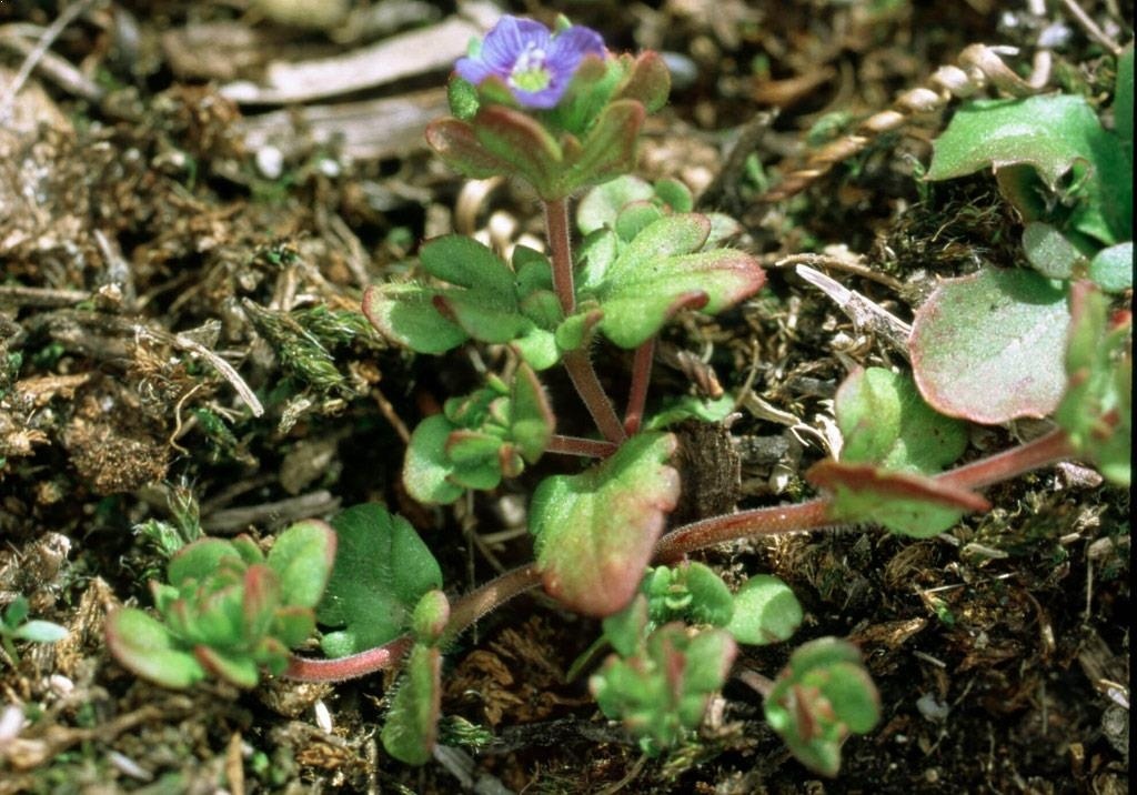 
          Adventices (plantes indésirables)