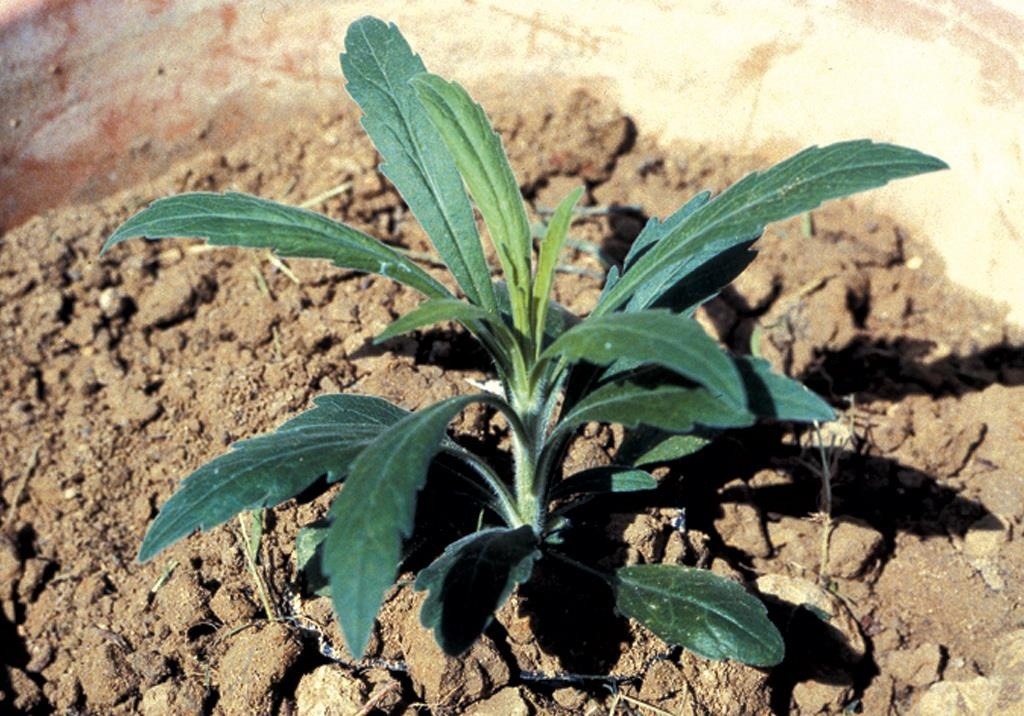 
          Adventices (plantes indésirables)