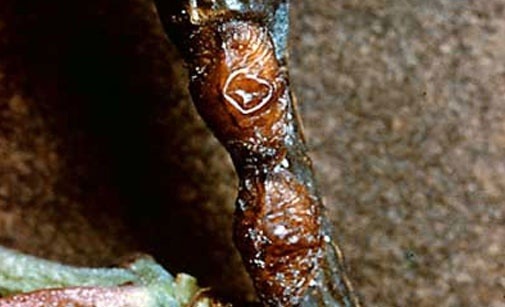 
          Lécanine du cornouiller et de la vigne en arboriculture