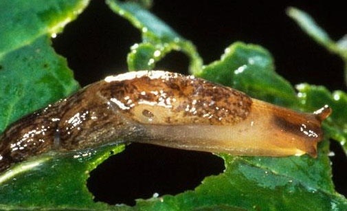 
          Limaces