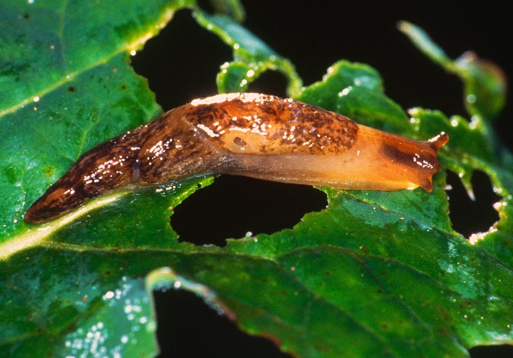 
          Limaces