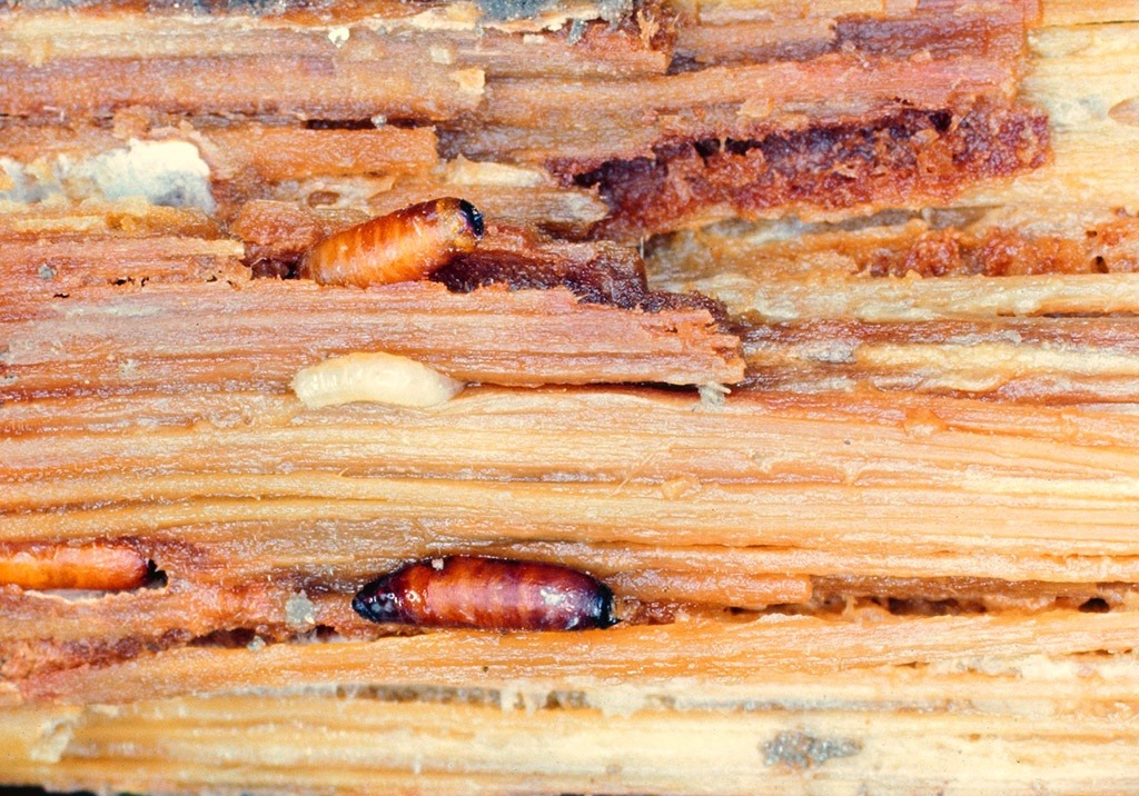 
          Mouche de l'asperge