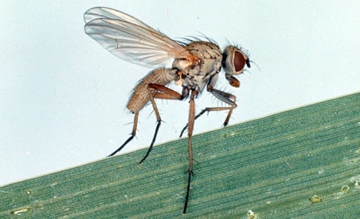 
          Mouche grise des céréales