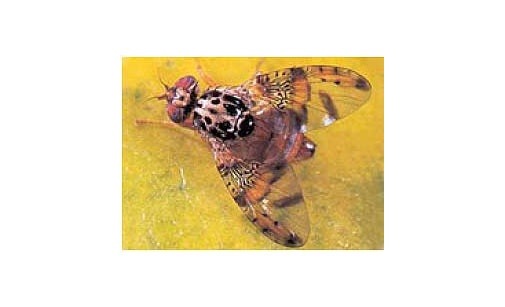 
          Mouche méditerranéenne des fruits