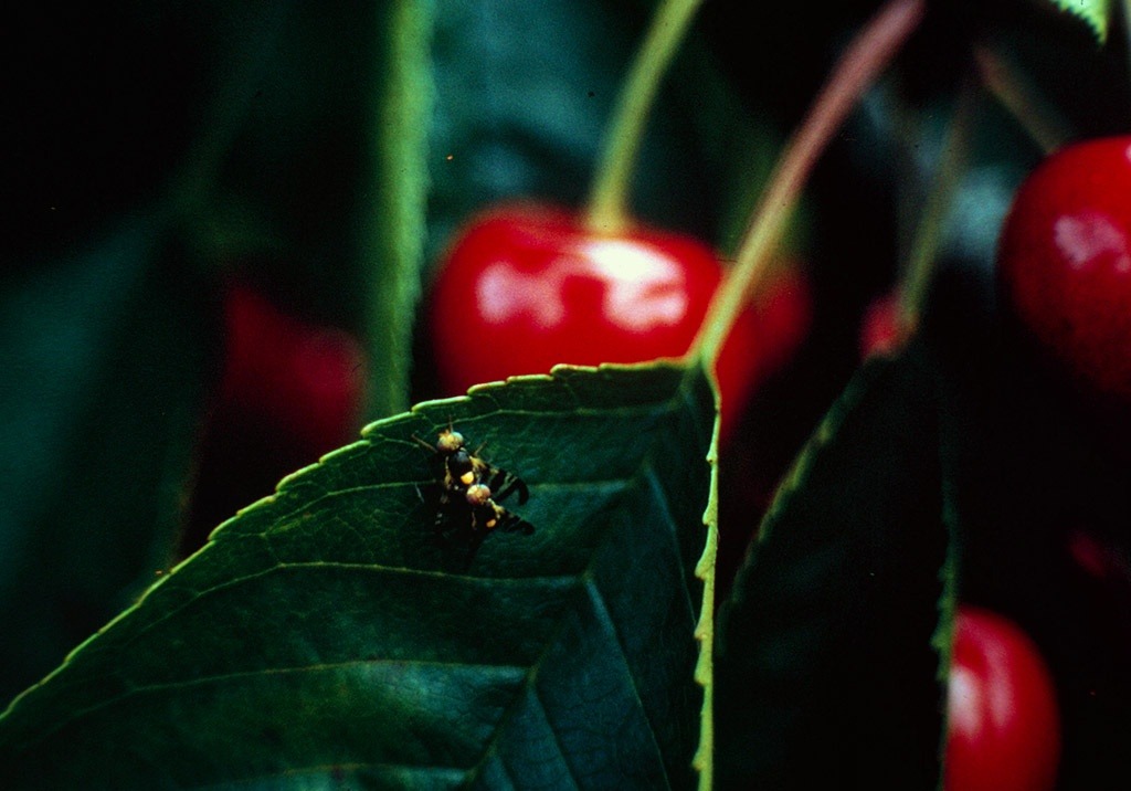 
          Mouches des cerises