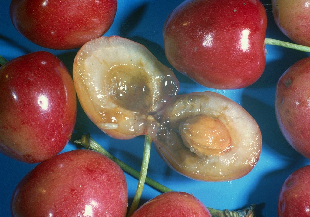 
          Mouches des cerises