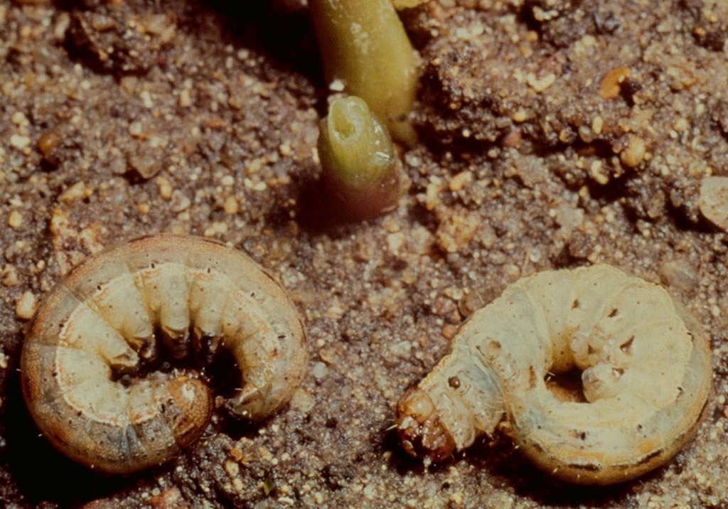 
          Noctuelle ponctuée