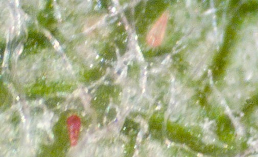 
          Phytoptes du pommier et du poirier
