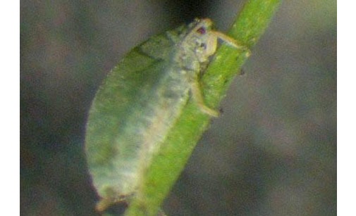 
          Puceron de l'asperge