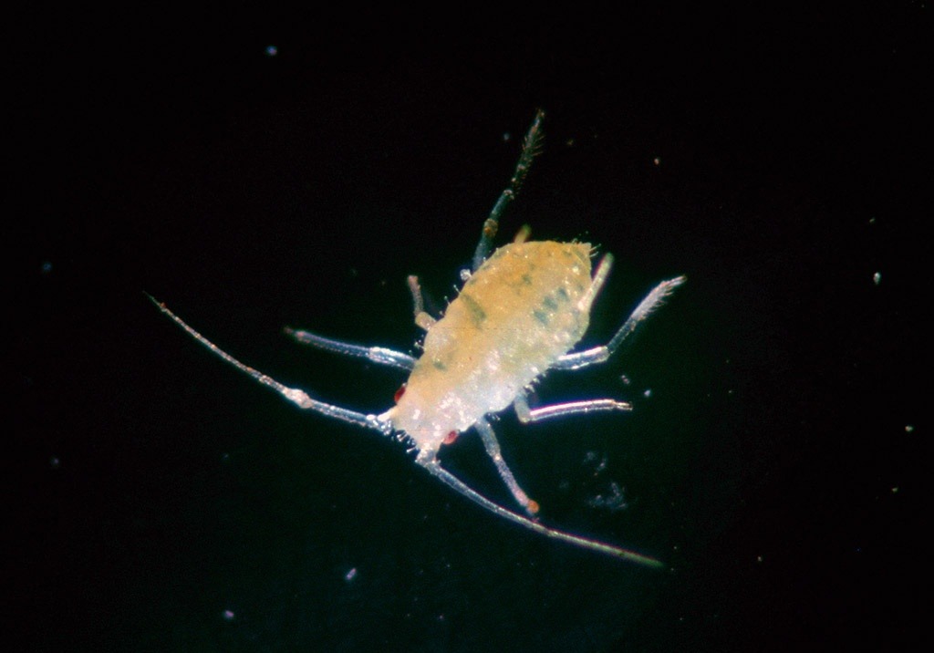 
          Puceron jaune du fraisier
