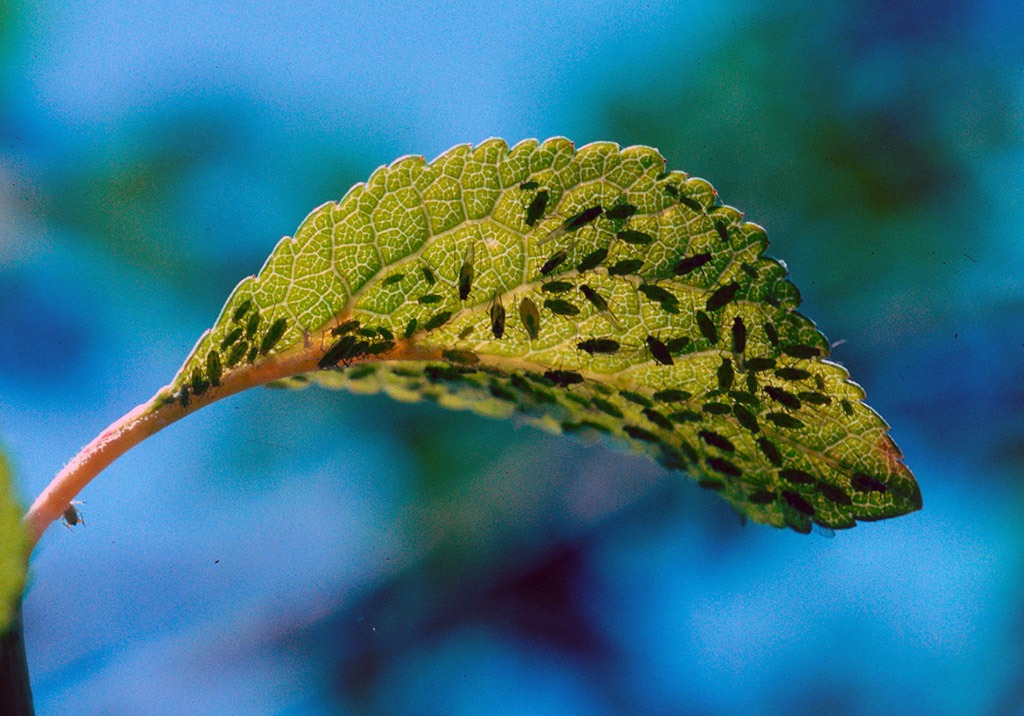 
          Puceron vert du prunier