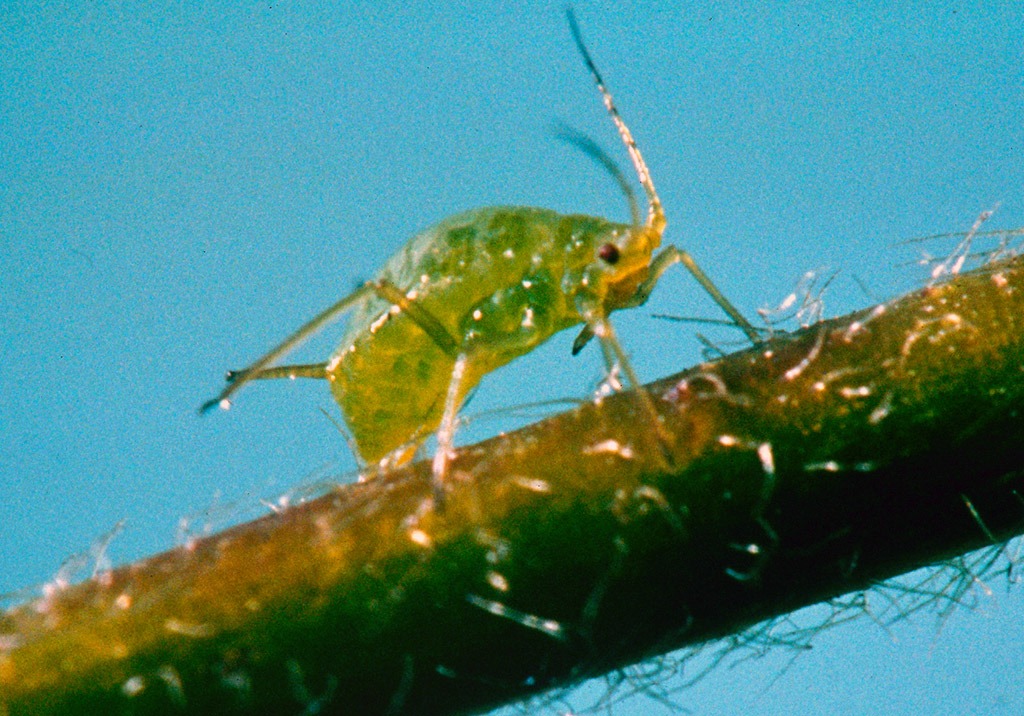 
          Puceron vert et rose de la pomme de terre
