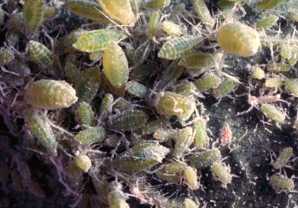 
          Pucerons cendrés du pommier