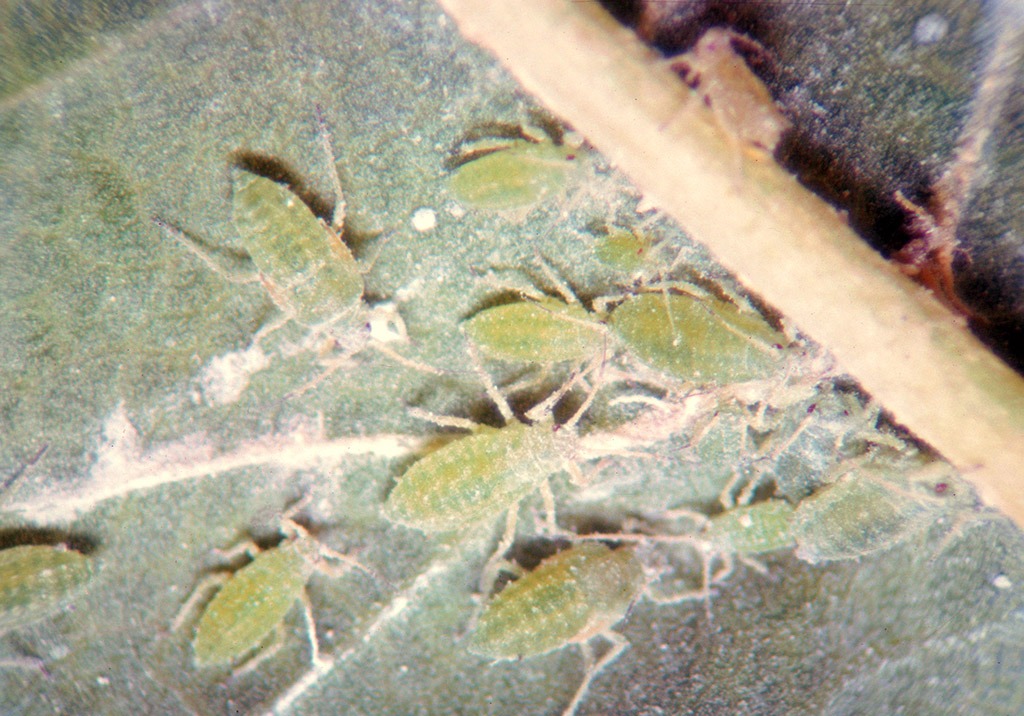 
          Pucerons farineux
