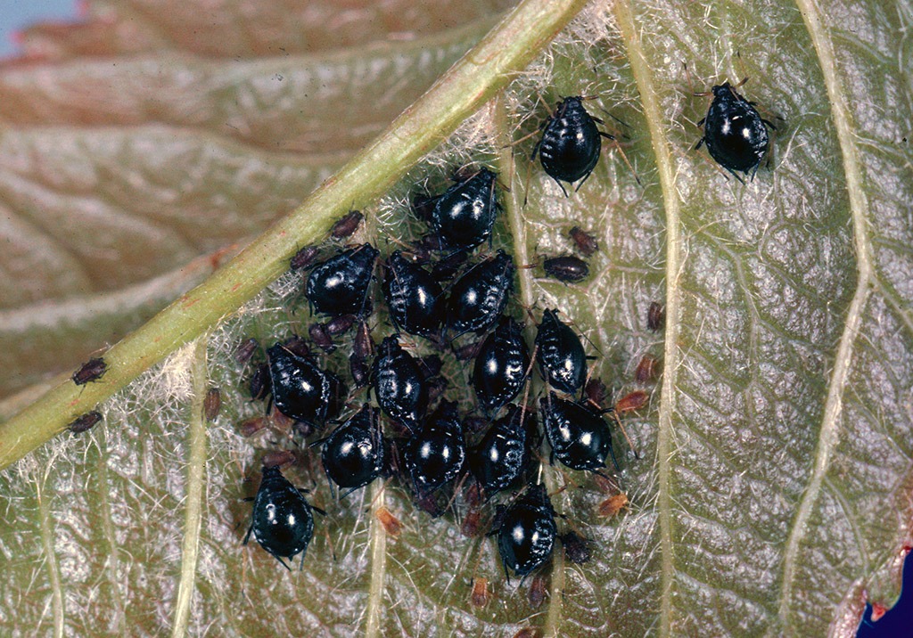 
          Pucerons noirs du cerisier