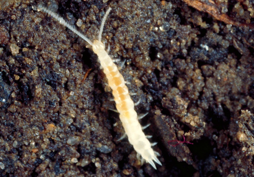 
          Scutigérelle