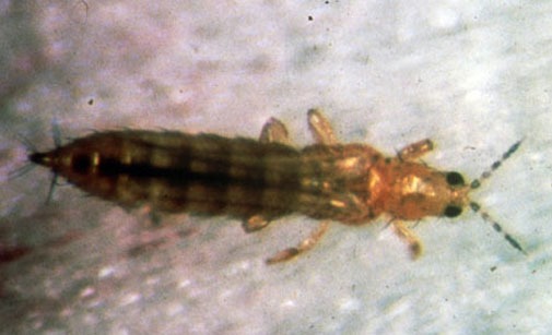 
          Thrips californien