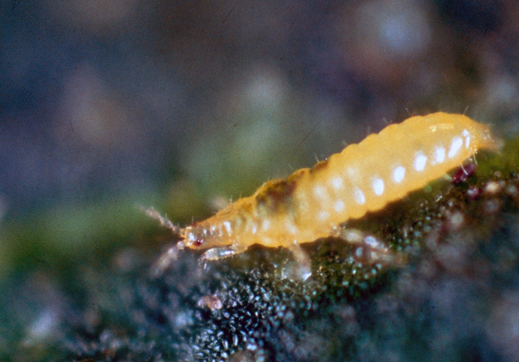 
          Thrips du tabac et de l'oignon