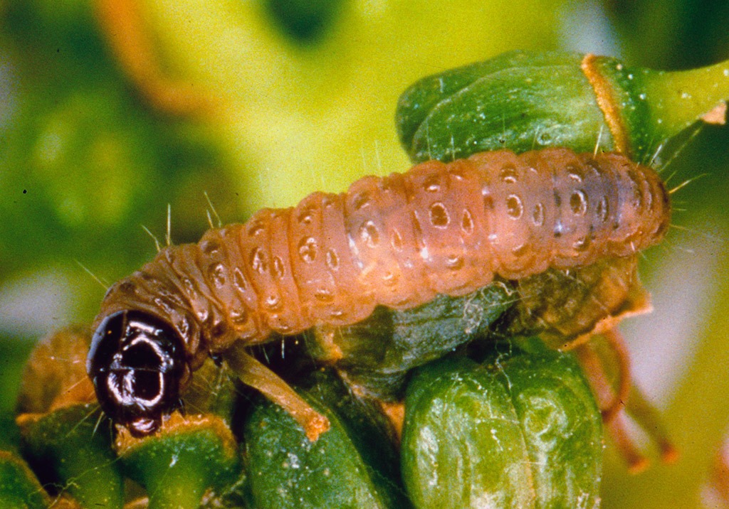 
          Tordeuse de la grappe cochylis