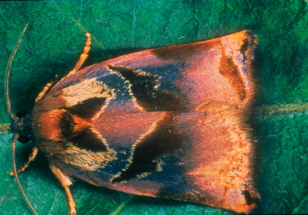 
          Tordeuse de la pelure (Podana)