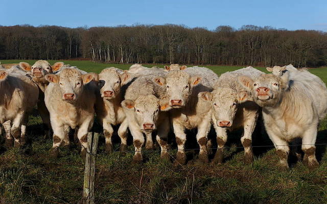 
          Reproduction bovine