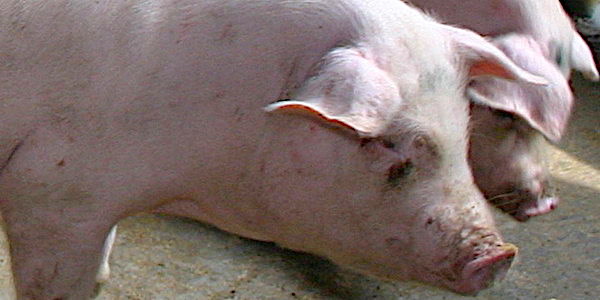 
          Que peuvent attendre les éleveurs de porcs de cette nouvelle année ?