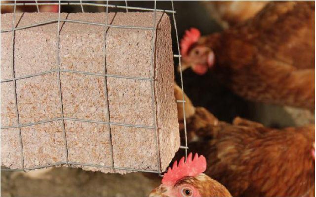 
          Comment éviter le picage sévère des poules?
