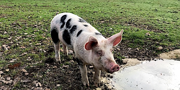 
          Leclerc entre dans le porc bien-être