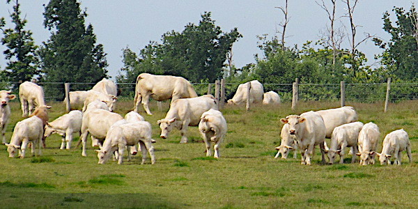 
          Filière bovine et négociations commerciales