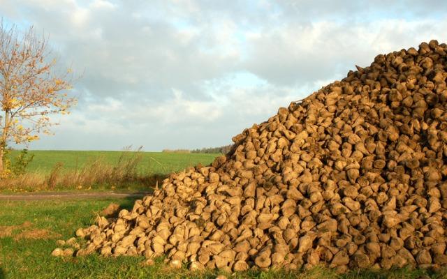 
          Baisse des rendements de betteraves