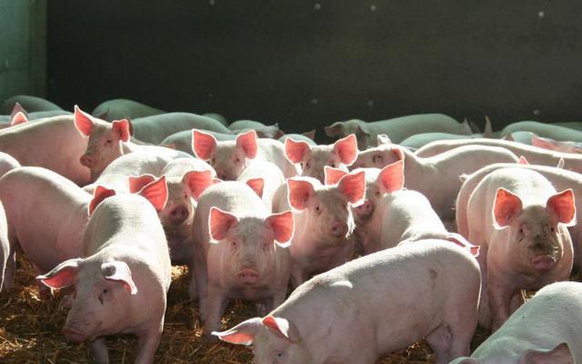 
          La production de porcs