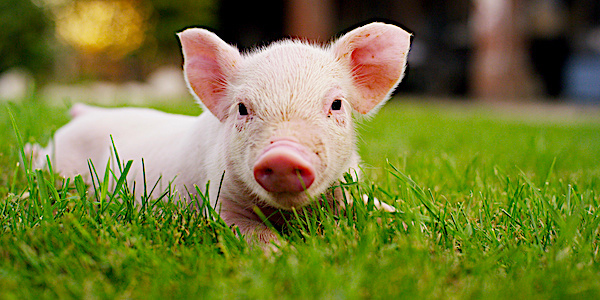 
          Porc bio français