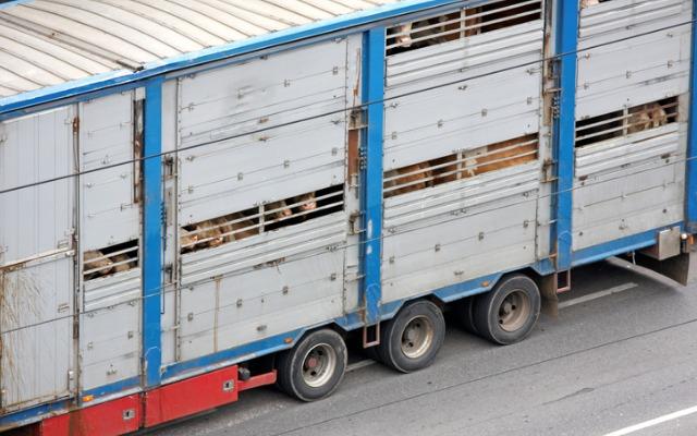 
          Transport des animaux 