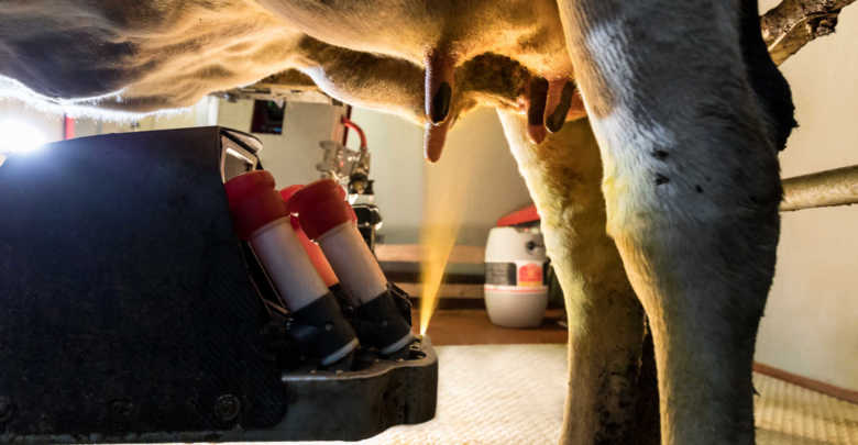 
          Traite robotisée bovine