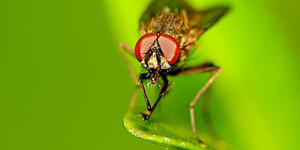 
          Mouche grise des semis