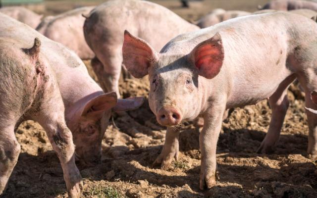 
          Filière porcine
